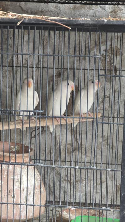 lotino and blue 2 and jawa finch babes and breeders pair