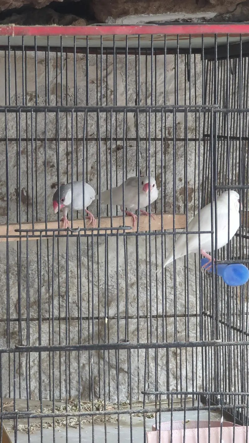 lotino and blue 2 and jawa finch babes and breeders pair — photo 2