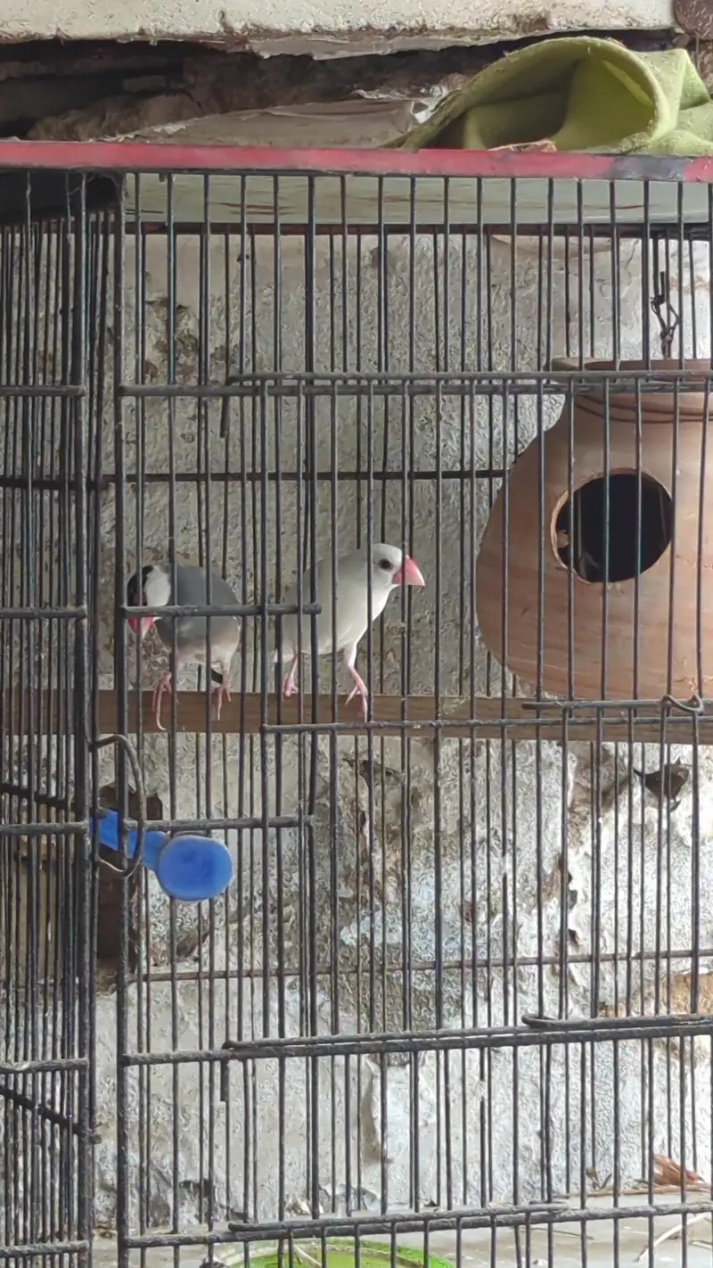 lotino and blue 2 and jawa finch babes and breeders pair — photo 3