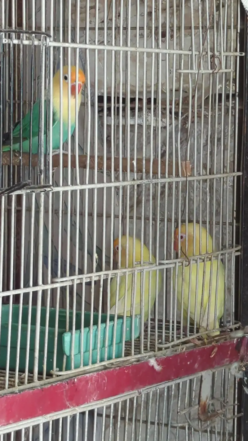 lotino and blue 2 and jawa finch babes and breeders pair — photo 4
