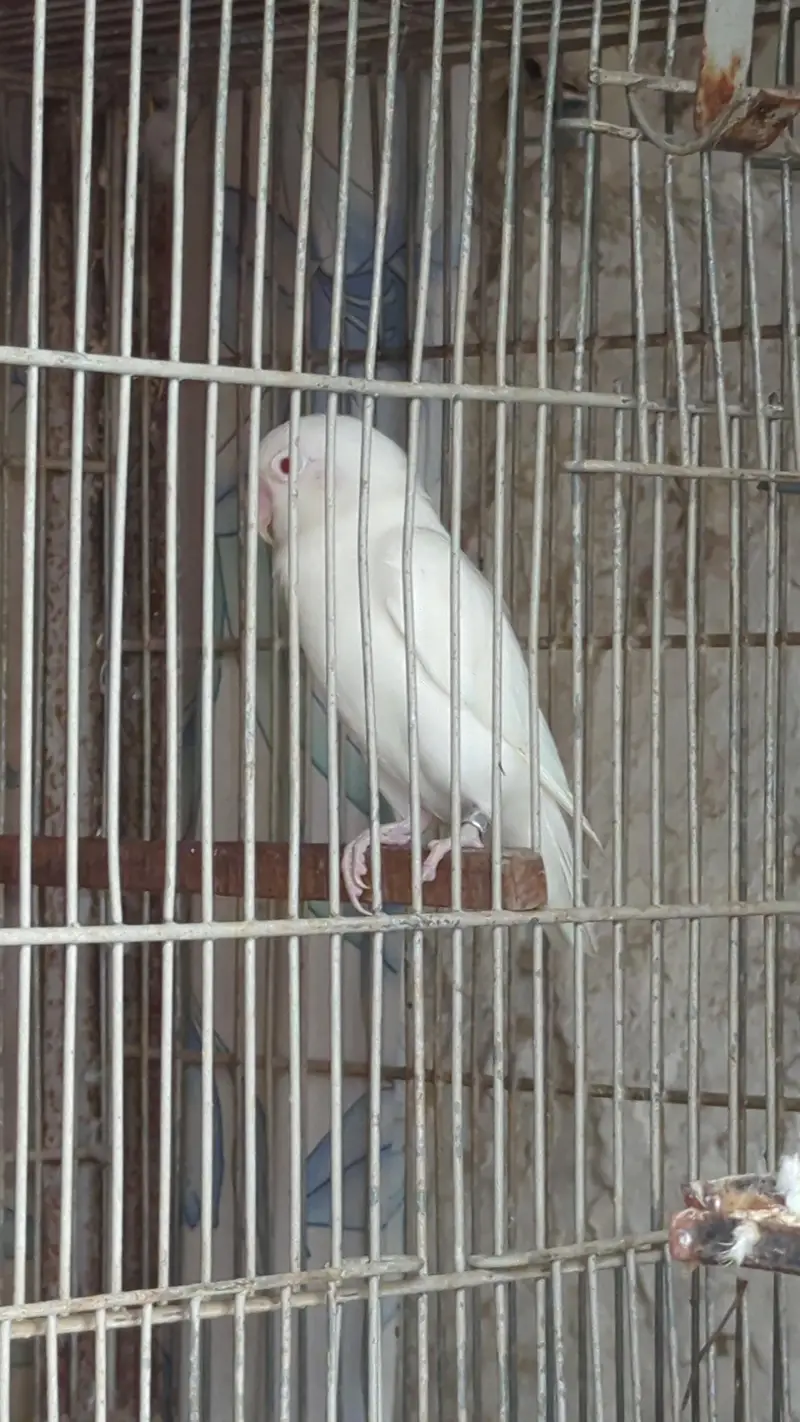 lotino and blue 2 and jawa finch babes and breeders pair — photo 5