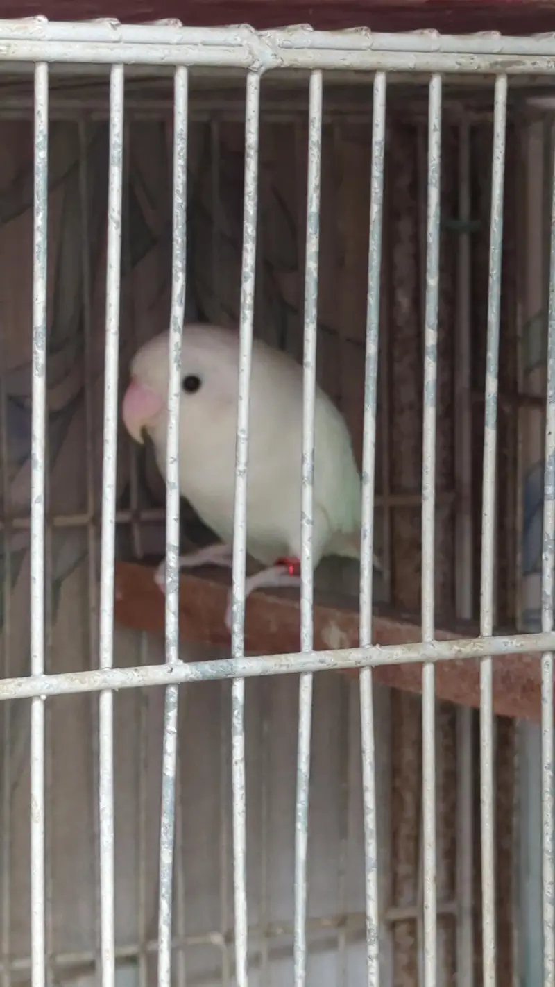 lotino and blue 2 and jawa finch babes and breeders pair — photo 6