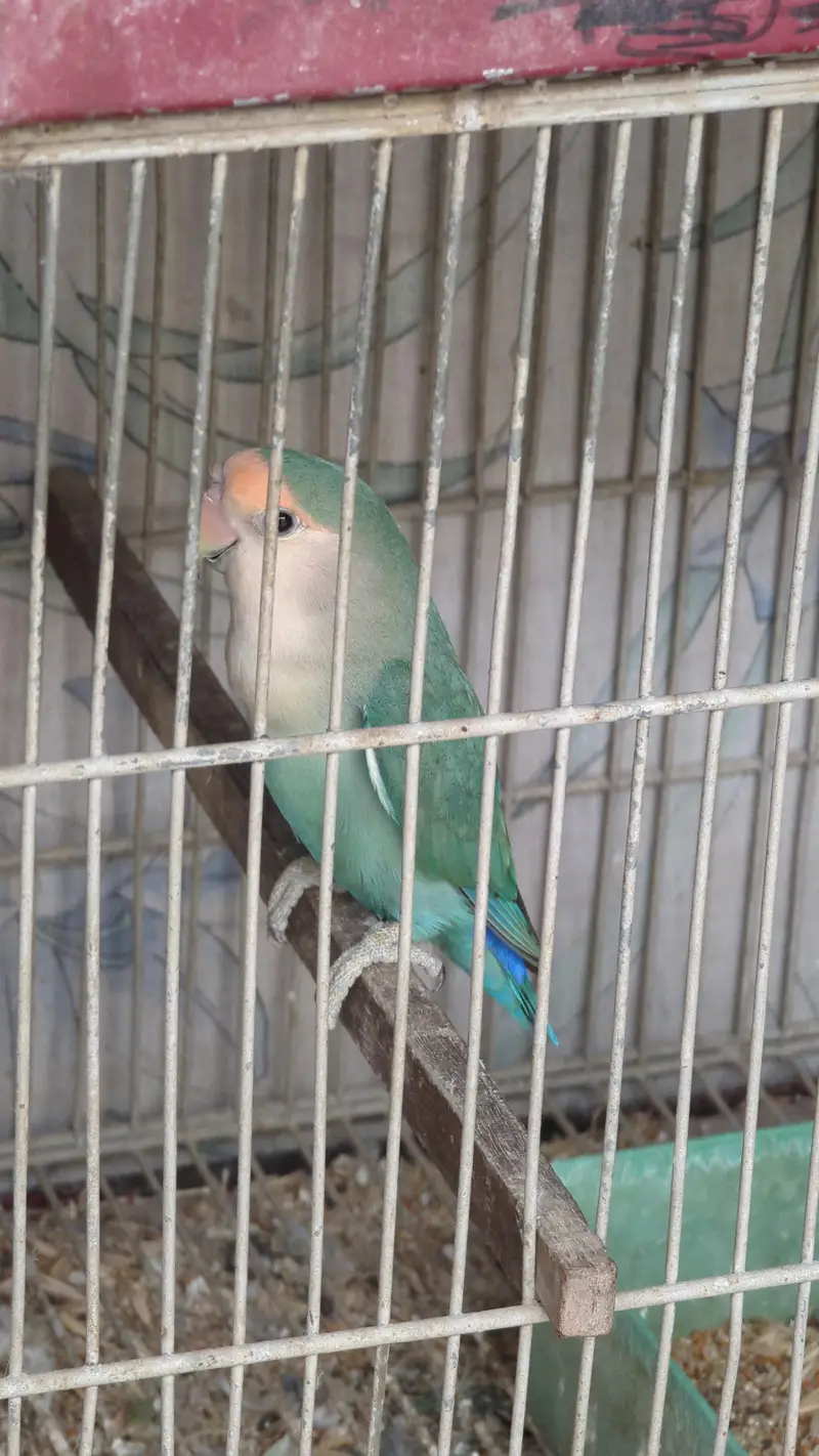 lotino and blue 2 and jawa finch babes and breeders pair — photo 7