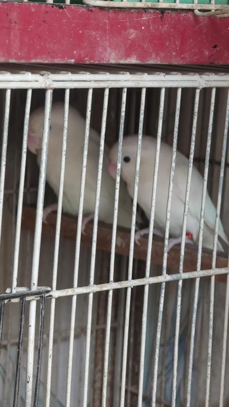 lotino and blue 2 and jawa finch babes and breeders pair — photo 9