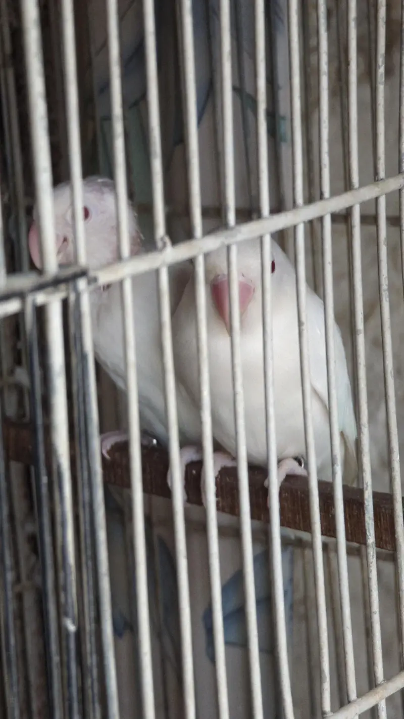 lotino and blue 2 and jawa finch babes and breeders pair — photo 10