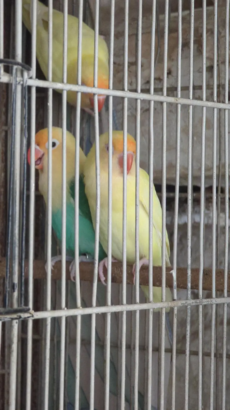lotino and blue 2 and jawa finch babes and breeders pair — photo 11