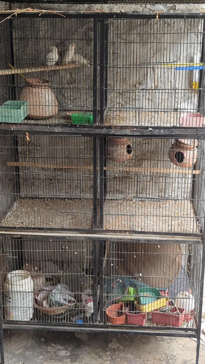 lotino and blue 2 and jawa finch babes and breeders pair — photo 12