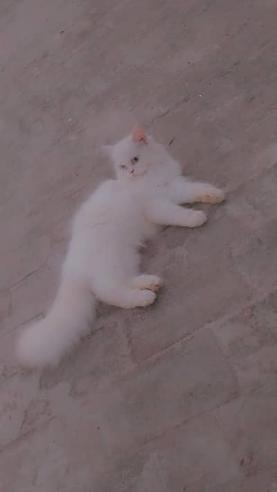 Persian