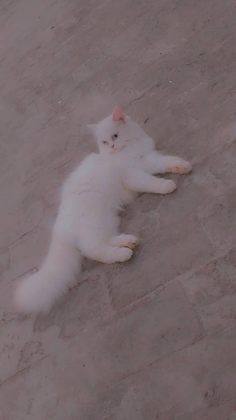 Persian 0