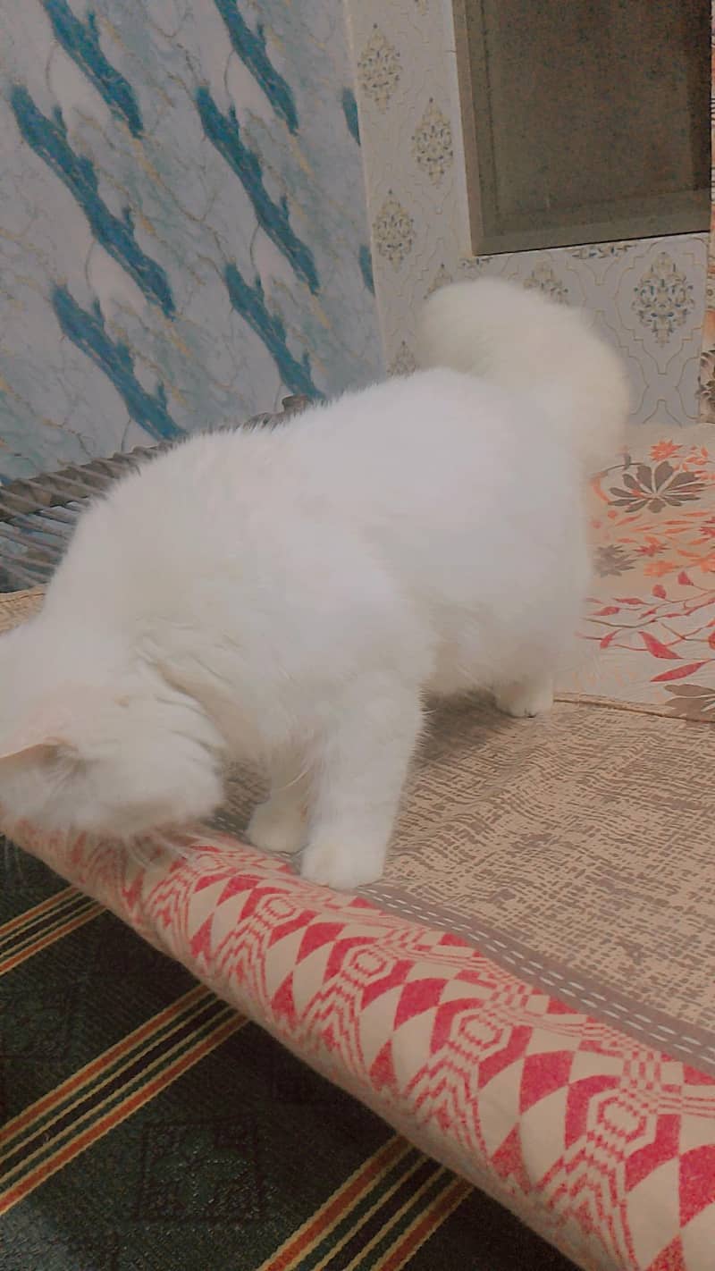 Persian 3