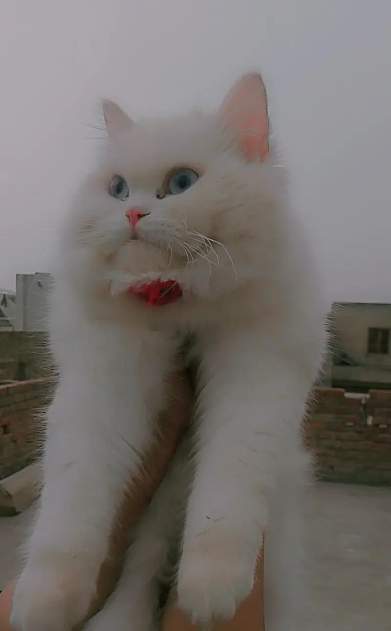 Persian — photo 5