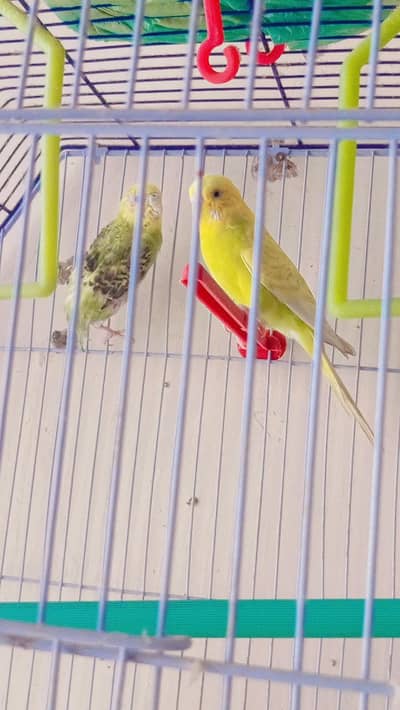 pair of parrot