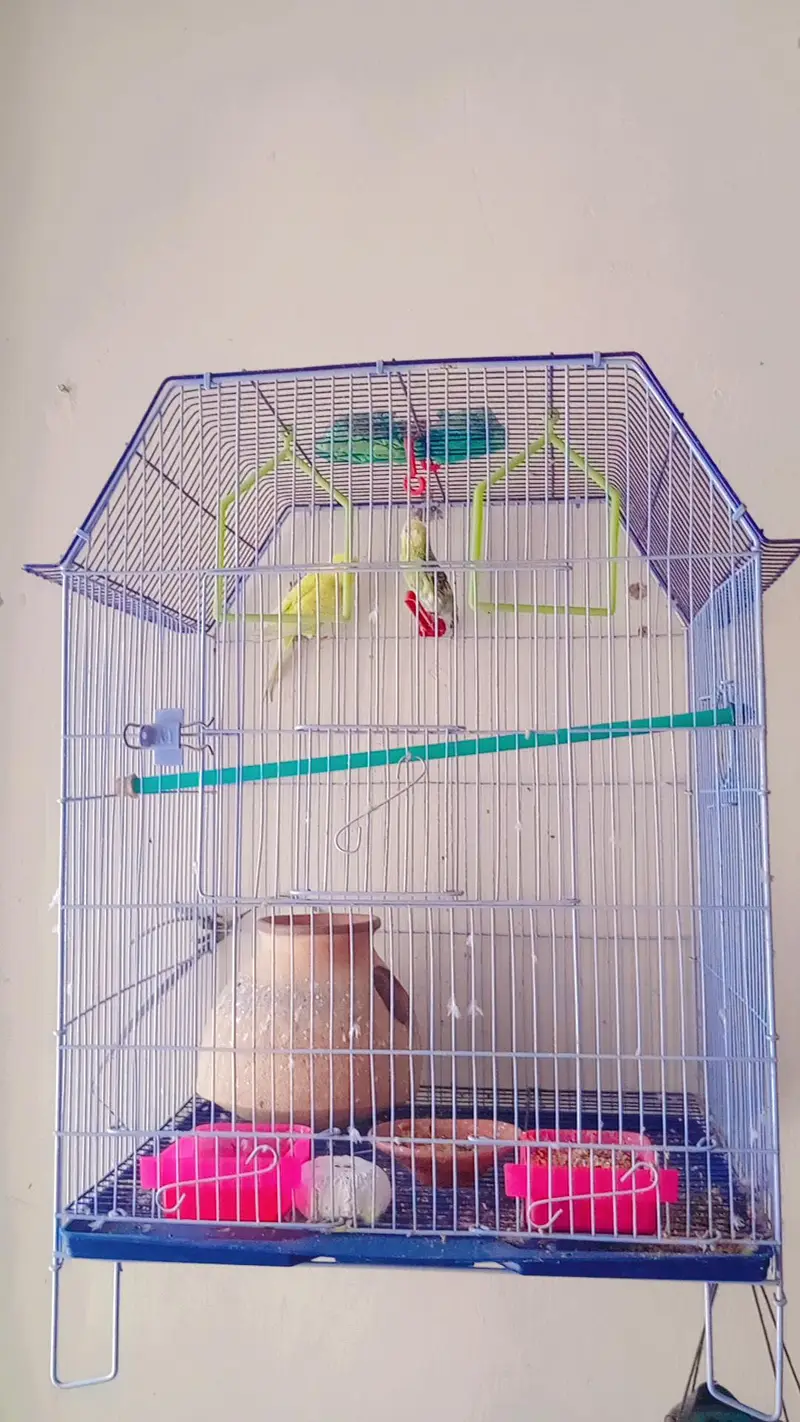 pair of parrot — photo 2