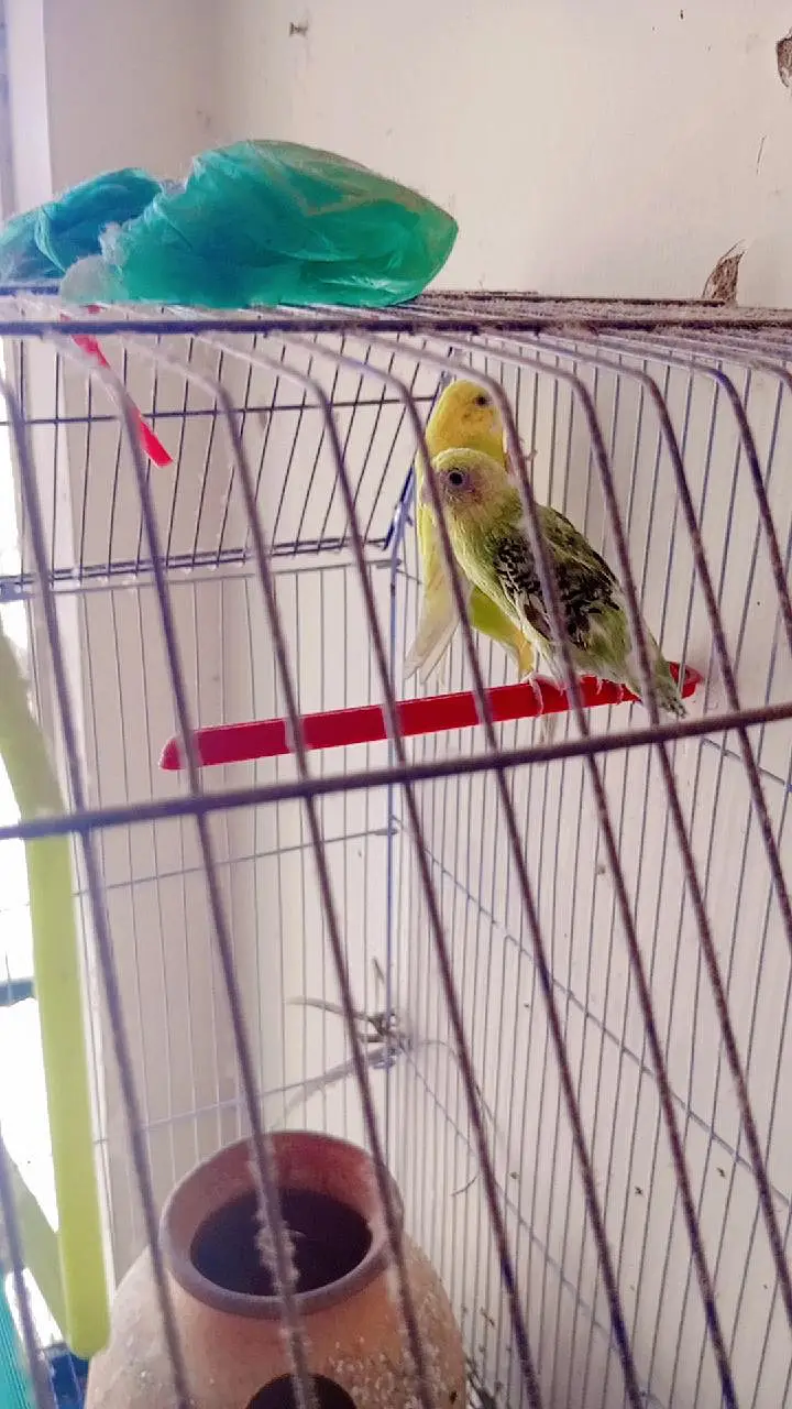 pair of parrot — photo 3