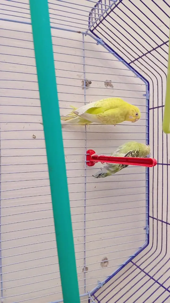 pair of parrot — photo 4