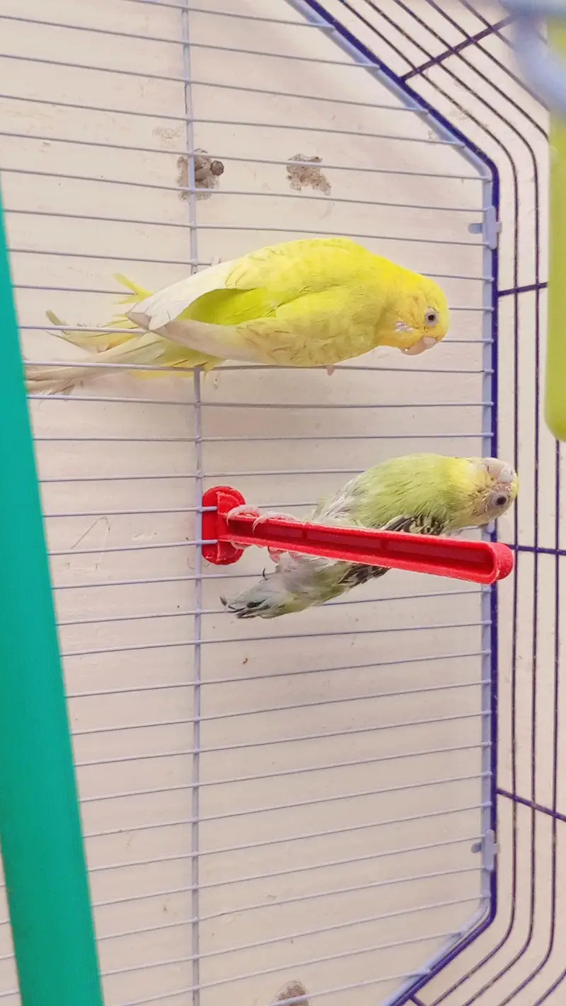 pair of parrot — photo 5