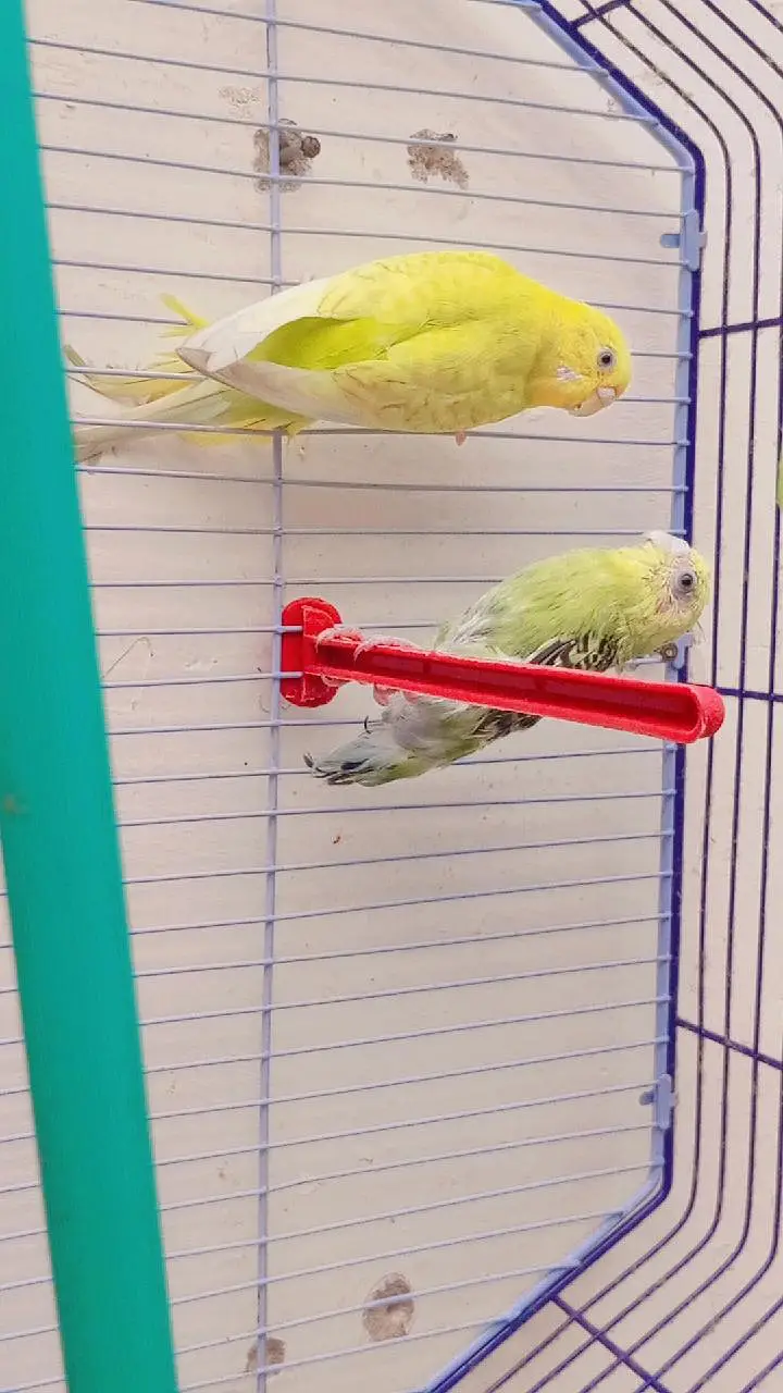 pair of parrot — photo 6
