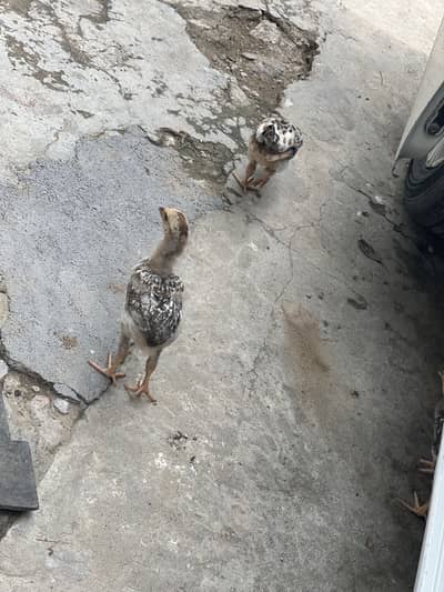 Hen. Is with puppies