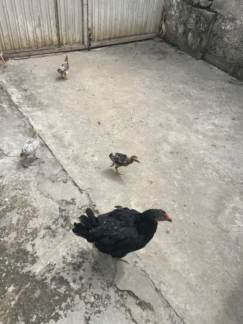 Hen. Is with puppies — photo 2