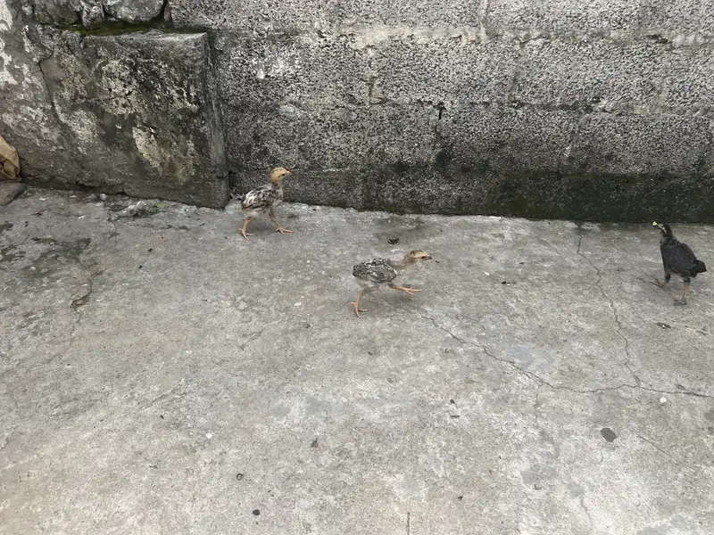 Hen. Is with puppies — photo 3