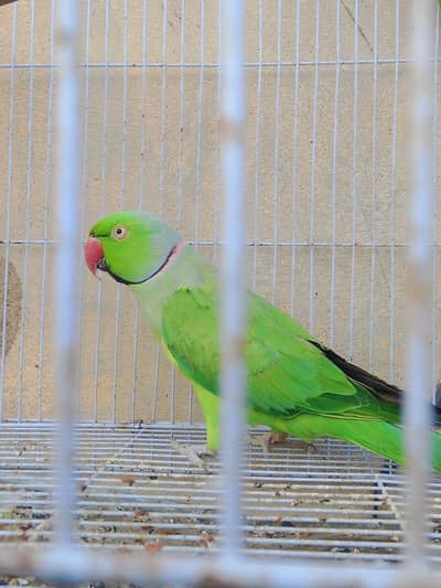 Healthy and Active Male Ringneck Parrot For Sale -
