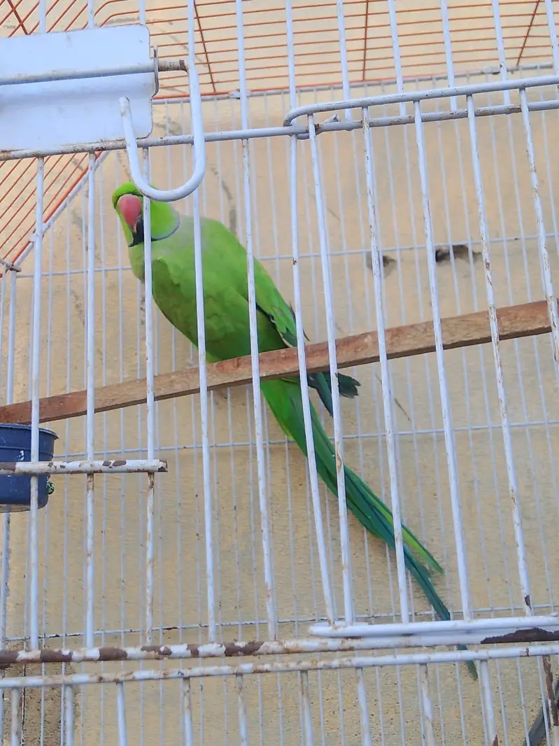 Healthy and Active Male Ringneck Parrot For Sale - — photo 3