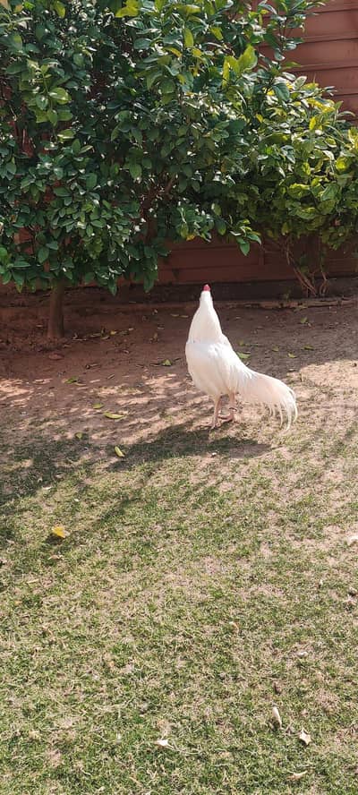 paper white aseel male