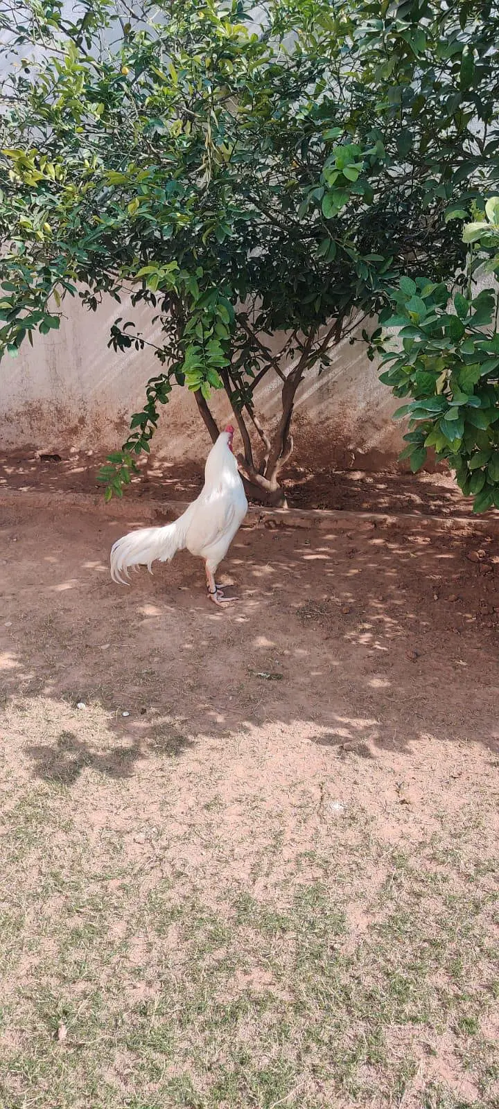 paper white aseel male — photo 3