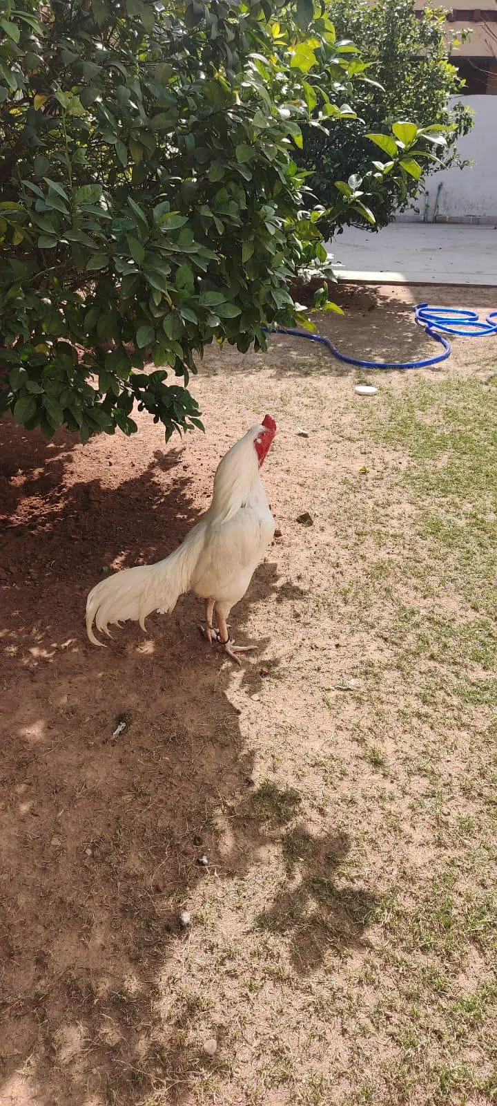 paper white aseel male — photo 4