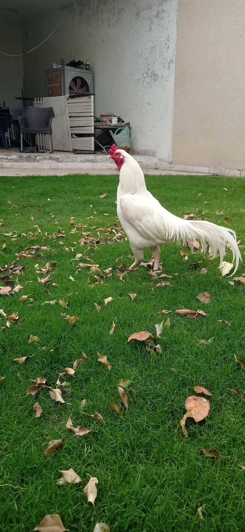 paper white aseel male — photo 5