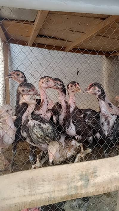 Aseel chicks and hens urgent for sale Hy
