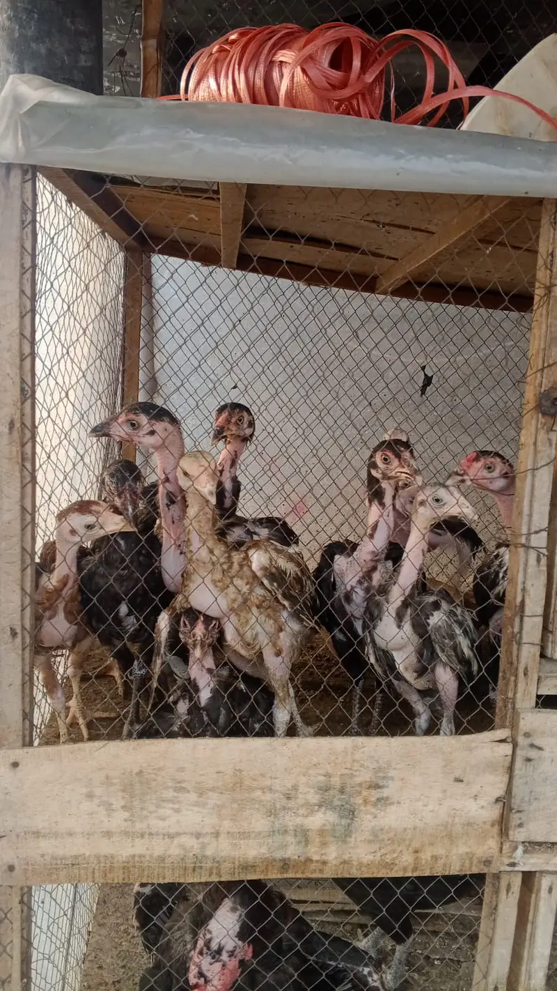 Aseel chicks and hens urgent for sale Hy — photo 2