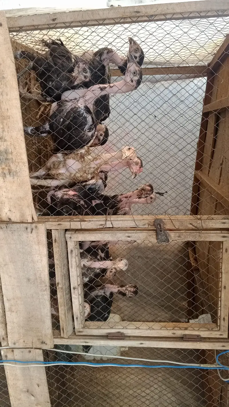Aseel chicks and hens urgent for sale Hy — photo 3