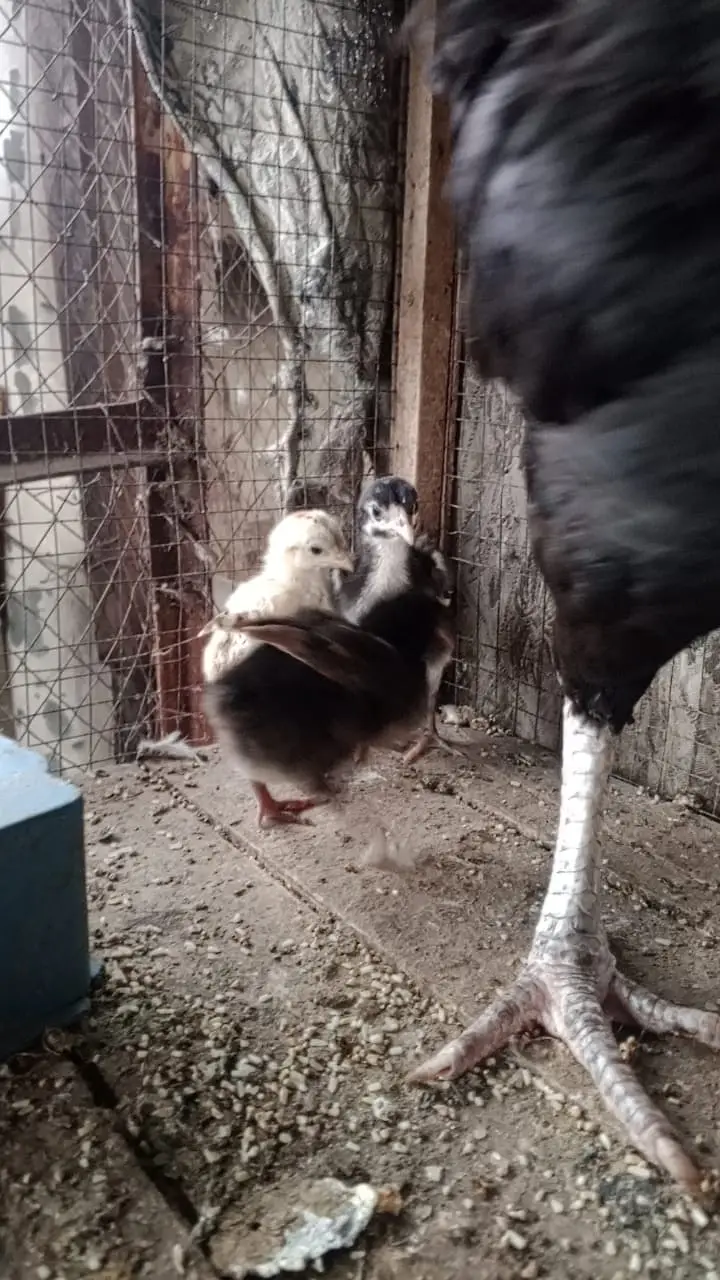 Aseel chicks and hens urgent for sale Hy — photo 4