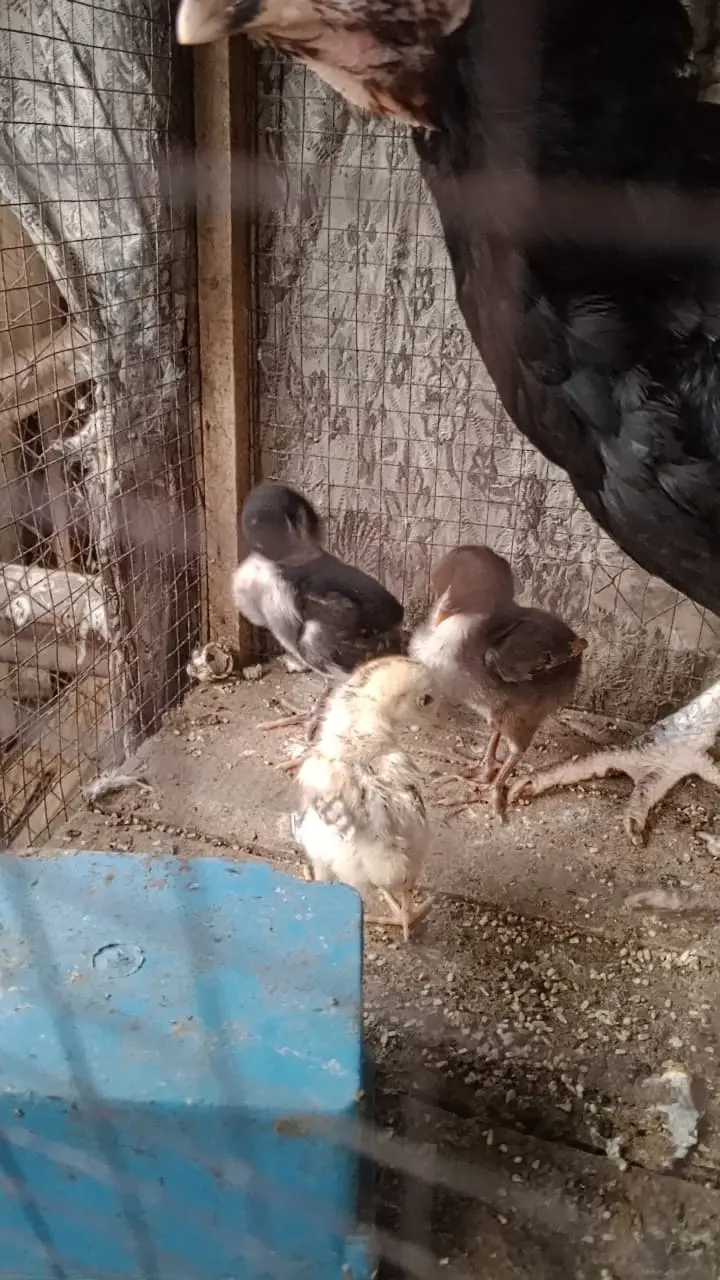 Aseel chicks and hens urgent for sale Hy — photo 5