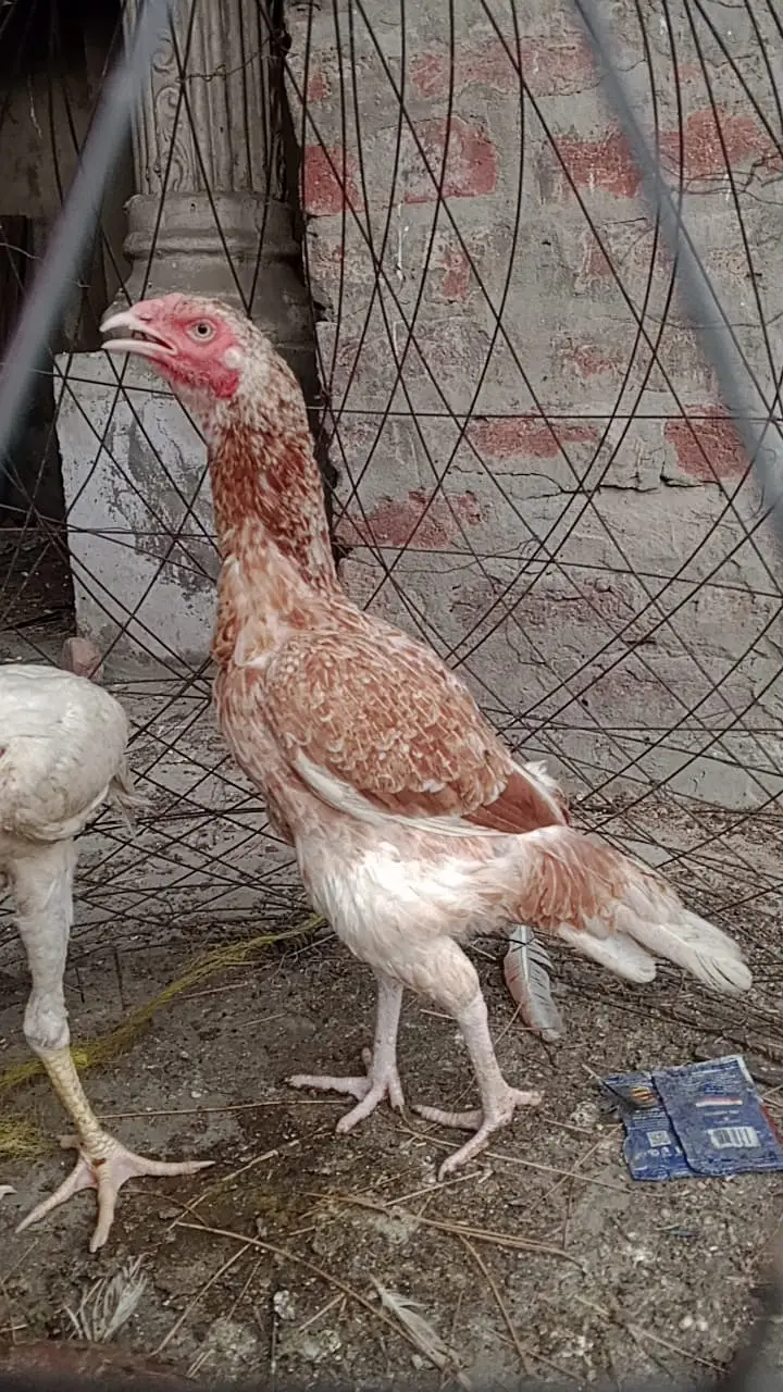 Aseel chicks and hens urgent for sale Hy — photo 6