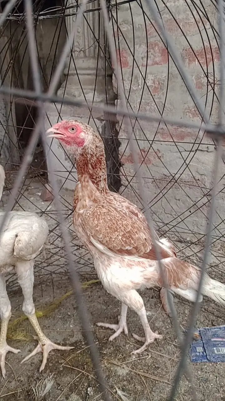 Aseel chicks and hens urgent for sale Hy — photo 7