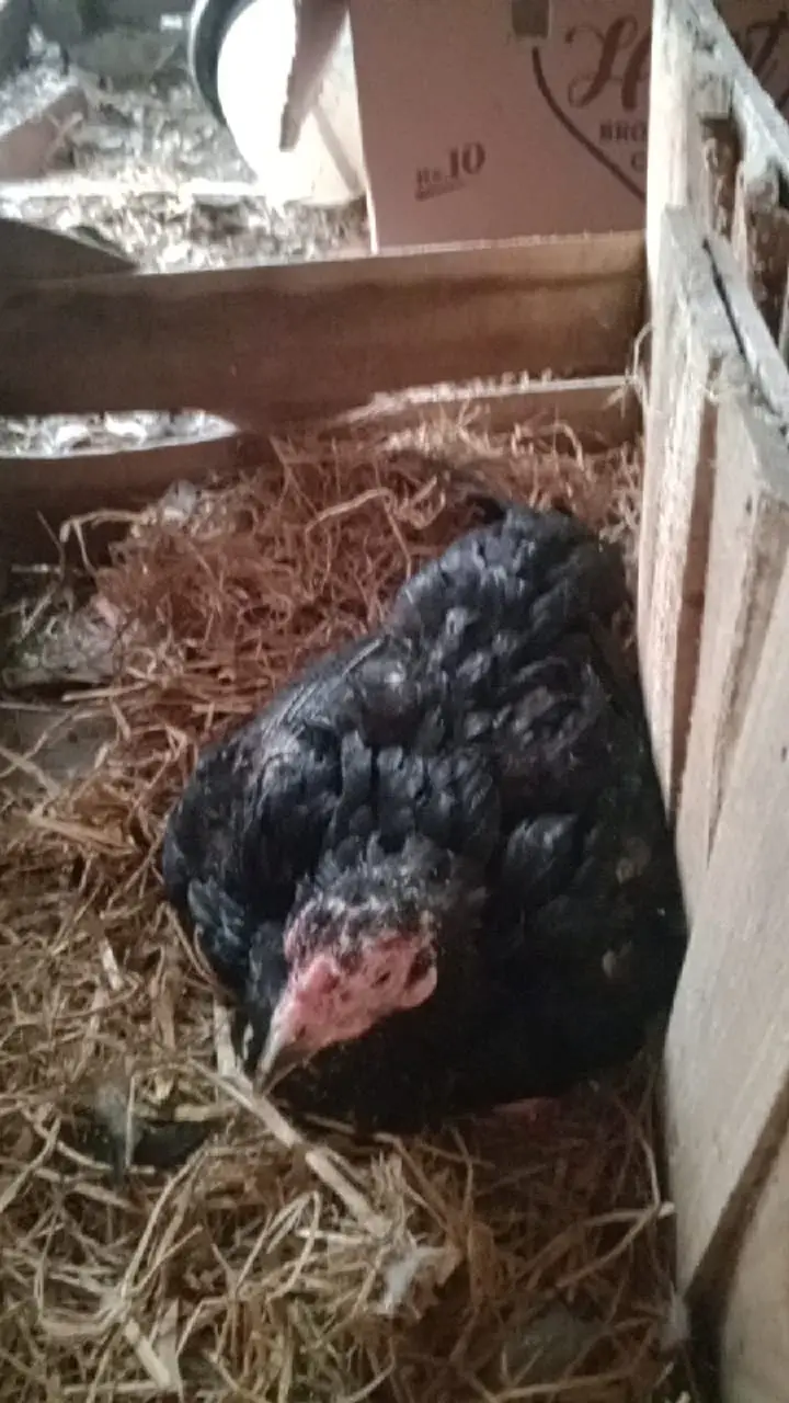 Aseel chicks and hens urgent for sale Hy — photo 8