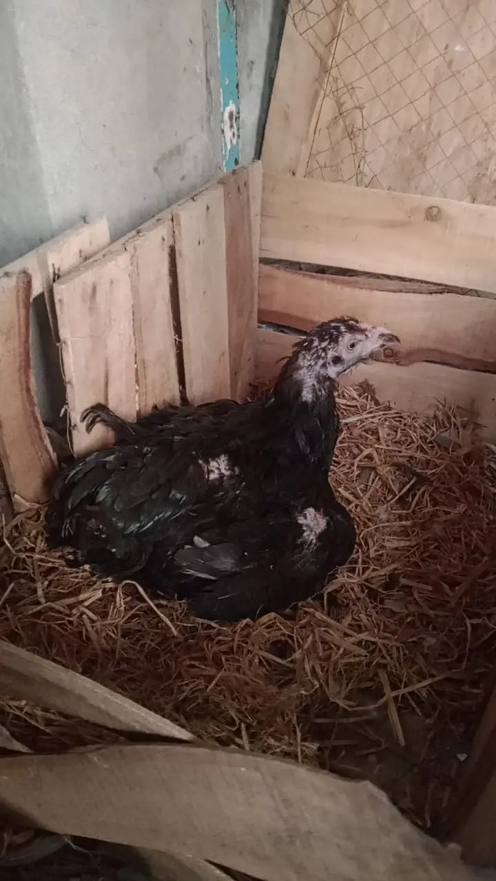 Aseel chicks and hens urgent for sale Hy — photo 9