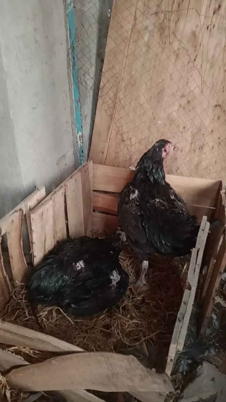 Aseel chicks and hens urgent for sale Hy — photo 10