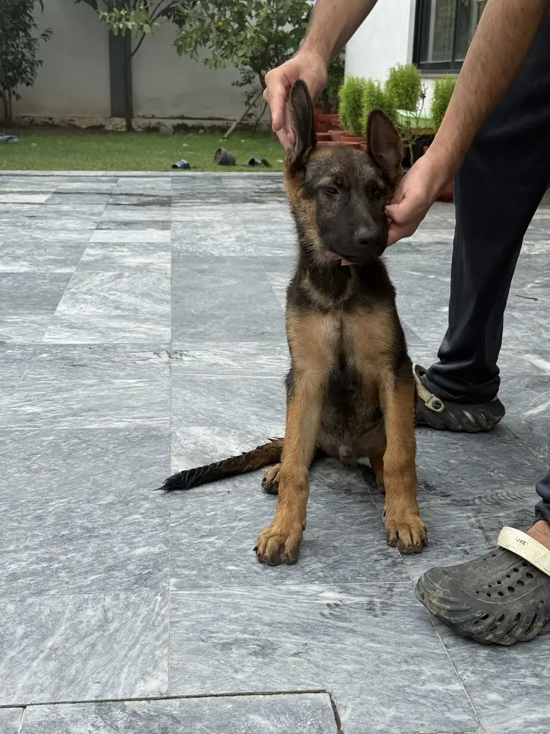 German Shepherd/ Puppy/ Dog/ Stock coat/ High Quality/Male — photo 2