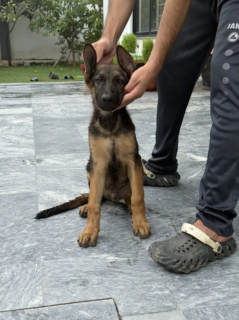 German Shepherd/ Puppy/ Dog/ Stock coat/ High Quality/Male — photo 3