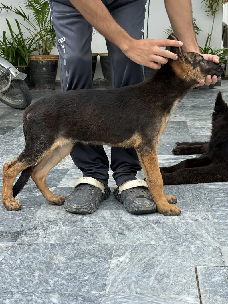 German Shepherd/ Puppy/ Dog/ Stock coat/ High Quality/Male — photo 4
