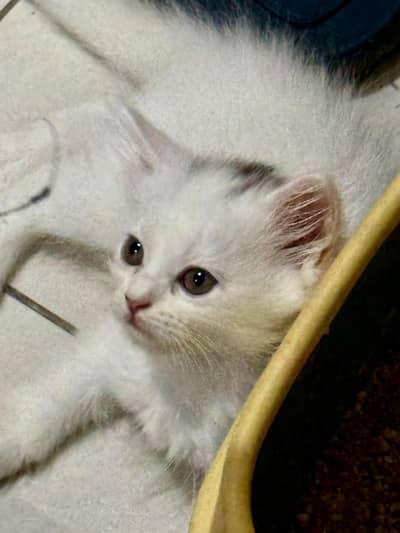 Persian triple court cat for sale