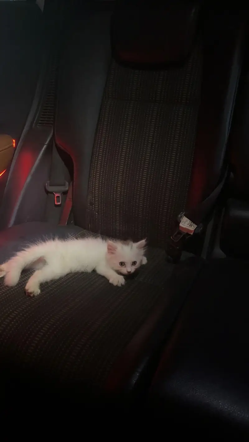 Persian triple court cat for sale — photo 2