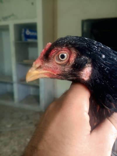 pure assel hens full active and healthy big size