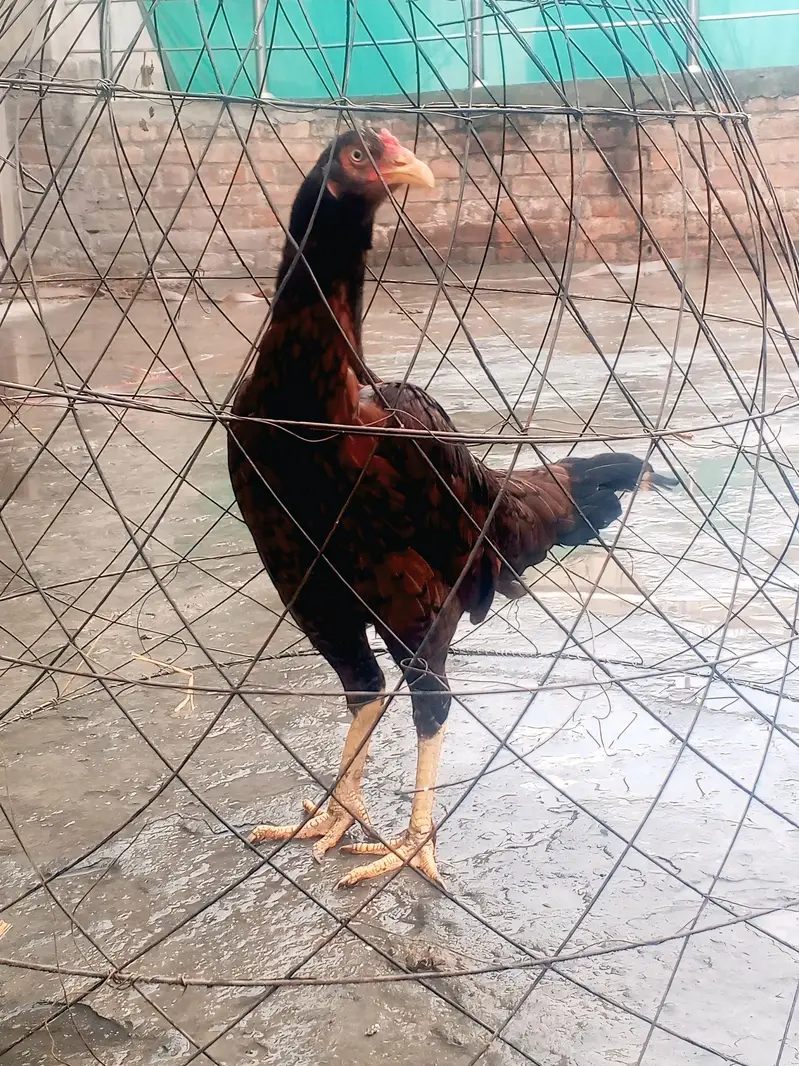 pure assel hens full active and healthy big size — photo 2