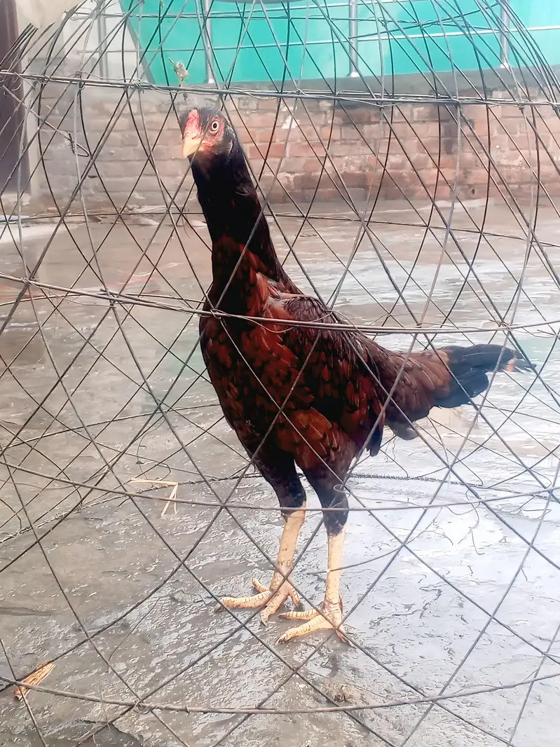 pure assel hens full active and healthy big size — photo 3