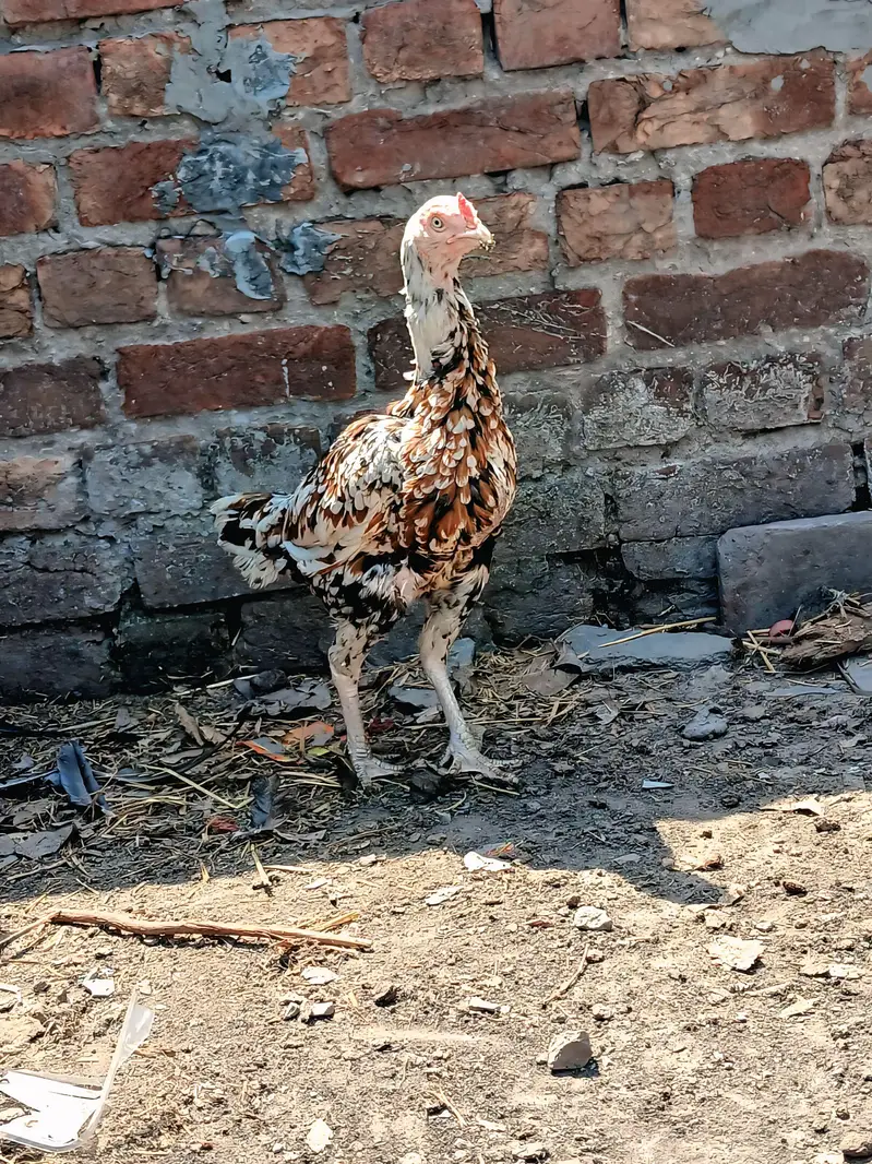 pure assel hens full active and healthy big size — photo 5