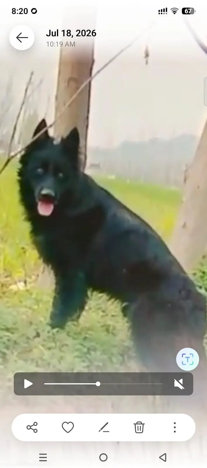 Long cort gsd black mail — photo 2